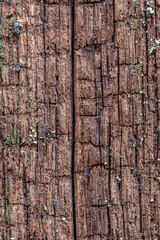 Obraz premium Old dead wood wonderful texture and background for design. Beautiful background, texture of old wood moss for wallpaper. Natural background for design of dead oak wood.