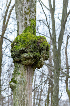 A tree burl caused by a parasitoid bacteria on a common hornbeam tree (Carpinus betulus). A cancer looking outgrowth. Tree trunk with burl in forest. An outgrowth on a tree with deformed growth.