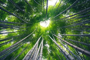 Fotobehang bamboo forest © lazy tiger