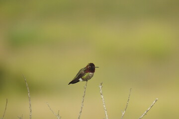 Anna's hummingbird perched on a tiny branch in the Santa Monica Mountain wilderness, Ventura County, California.