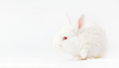white rabbit on a white background