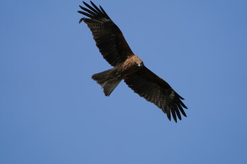 black kite is collecting the nest materials