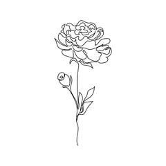Pion flower drawn one line. Vector illustration in graphic style.