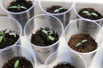 Small tomato seedlings in a plastic cups on a window sill, vegetable seed growing indoors for garden usage after