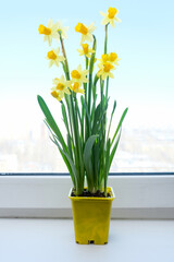 A yellow potted first spring flowers narcissus on a window sill, live bouquet of beautiful colorful blooming flowers
