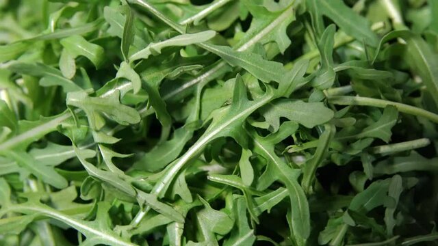 arugula leaves rotating 360 top view.Fresh arugula