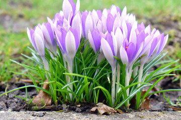 Beautiful purple crocus flowers with green grasses blurred background in garden. Spring flowers in UK.  Flower buds.