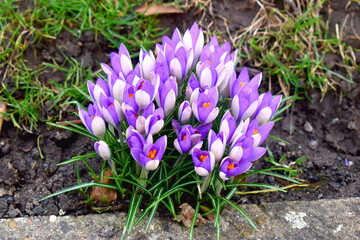 Fototapeta premium Beautiful purple crocus flowers in sunshine day with green grasses blurred background in garden. Spring flowers in UK. Flower buds.