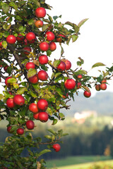 Fototapeta premium red apples hang on tree. Landscape Vertical with mellow fruits 