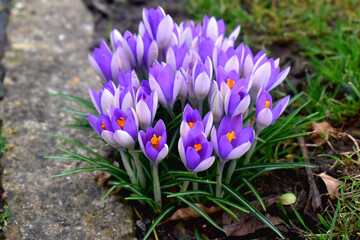 Beautiful purple crocus flowers in sunshine day with green grasses blurred background in garden. Spring flowers in UK.  Flower buds.