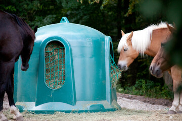Pferde Füttern mit Heu Raufe  © anjajuli