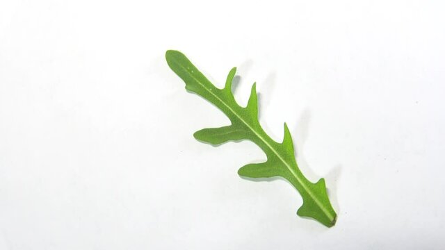 arugula leaves rotating 360 top view.Fresh arugula