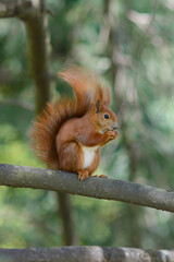Sciurus. The squirrel sits on a tree and eats. 