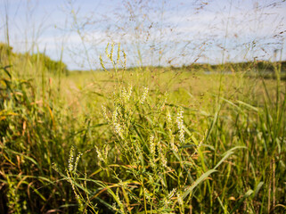 field of wheat