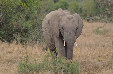 cute young african elephant grazing in the wild, Kenya