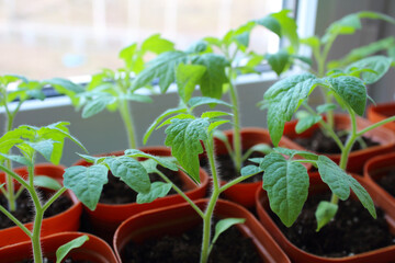 Growing tomato seedlings in pots on a windowsill. Close-up. Selective focus. Background.