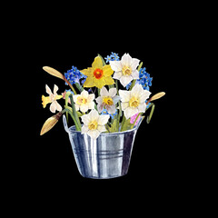Spring narcissus watercolor bouquet in a metallic bucket