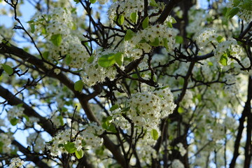 Árbol de flores blancas en primavera