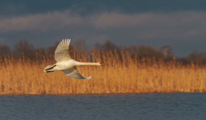 white swan quickly flies over a beautiful lake