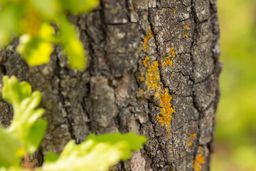Oak bark close-up. Macro tree texture. The relief surface of the oak structure with orange moss. The concept of environmental protection, alternative medicine. Spring banner, natural design background