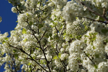 Árbol de flores blancas en primavera