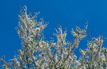 Cherry blossom