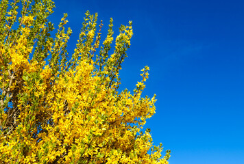 Fototapeta premium Forsythia against blue sky