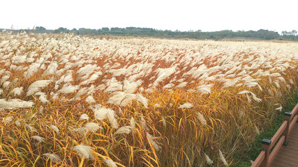 field of wheat