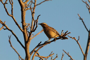 bird posing on a branch