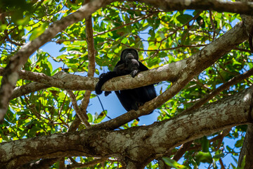 Close up view of a magnificent Monkey and its baby in Costa Rica 