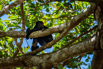 Close up view of a magnificent Monkey and its baby in Costa Rica 