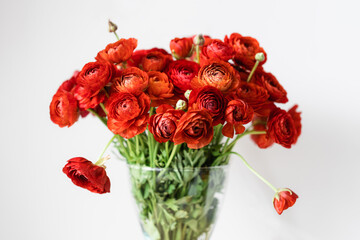 Front view of red persian buttercups in a glass vase on white background. Ranunculus asiaticus.