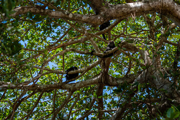 Close up view of a magnificent Monkey and its baby in Costa Rica 