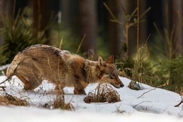 male gray wolf (Canis lupus) runs to the safety of the winter forest