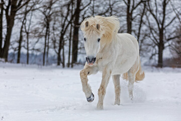 Fototapeta na wymiar male white horse coming closer in a winter day