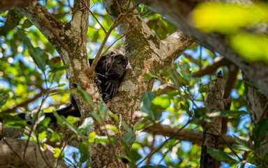 Close up view of a magnificent Monkey and its baby in Costa Rica 