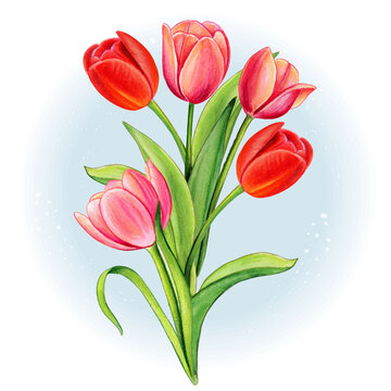 watercolor red and pink tulip bouquet