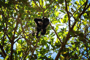 Close up view of a magnificent Monkey and its baby in Costa Rica 