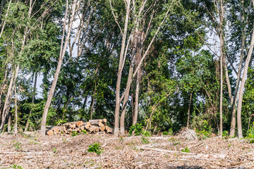 Planned cutting of the forest in Vojvodina on the bank of the river Danube in Petrovaradin near Novi Sad. 