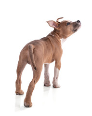 Fototapeta premium 3 month old American Staffordshire Terrier