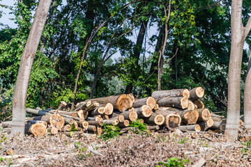 Planned cutting of the forest in Vojvodina on the bank of the river Danube in Petrovaradin near Novi Sad. 