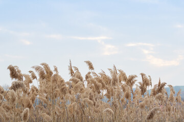 Pampas grass(Cortaderia selloana), reed, reed seeds. Golden reeds sway in the wind against the blue...