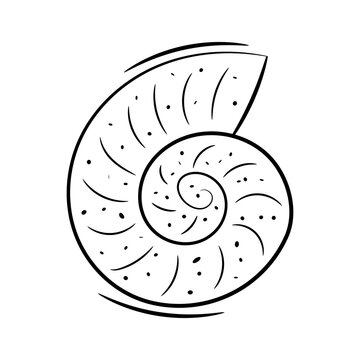 recommend clip art: outline seashell isolated on white background