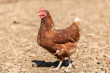 Red-headed laying hen free