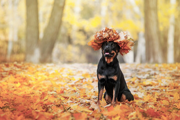 Beautiful Rottweiler dog breed is sitting in the yellow autumn leaves on the forest background. At the head of a dog wreath decoration of fallen leaves.