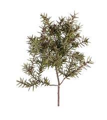 Juniper branch (Juniperus oxycedrus