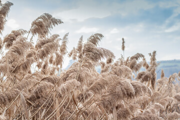 Pampas grass(Cortaderia selloana), reed, reed seeds. Golden reeds sway in the wind against the blue...