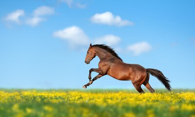 Beautiful brown horse galloping across the field and yellow flower against the blue sky - obrazy, fototapety, plakaty