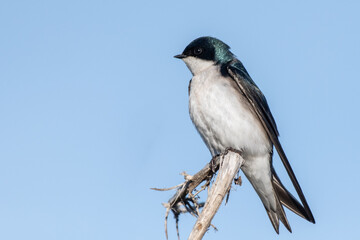 Fototapeta premium Tree Swallow flies perched atop a deadwood branch against blue sky while keeping an alert eye for danger.