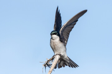 Tree Swallow has wings spread high while grasping the deadwood branch for a landing perch.